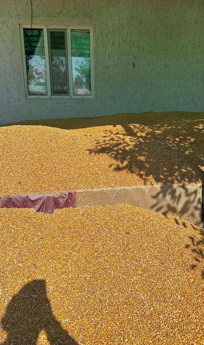 Кукуруза 27 тонны