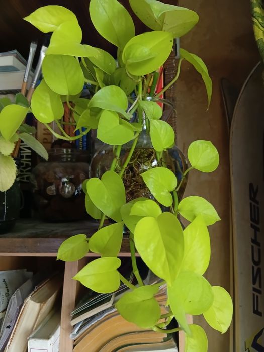 Комнатные растения