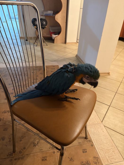 Papagal ara inelat cu adn, mascul