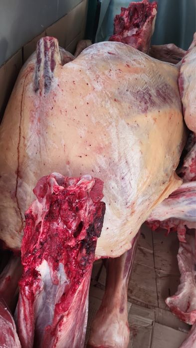 Жабағы, байтал соғым