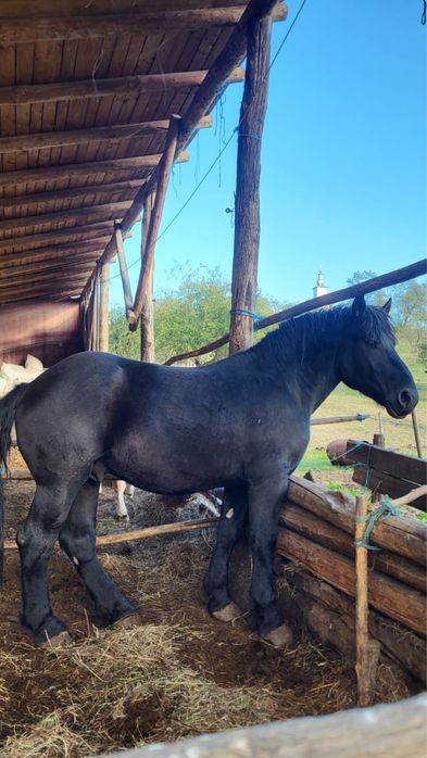 Vând mânz negru de 2 ani