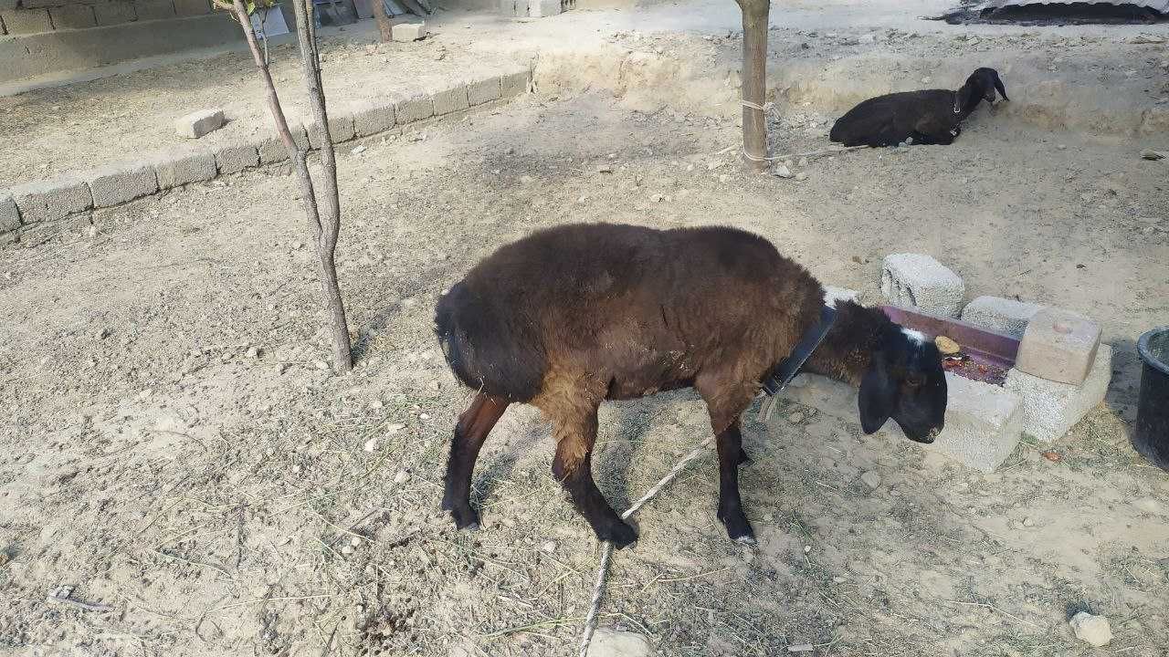 1 коринга бугоз куй сотилади