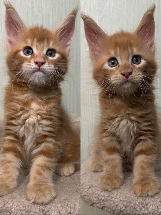 Мейн-Кунчики,продажа!питомник котяток