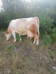 Vaca de vanzare !!!
