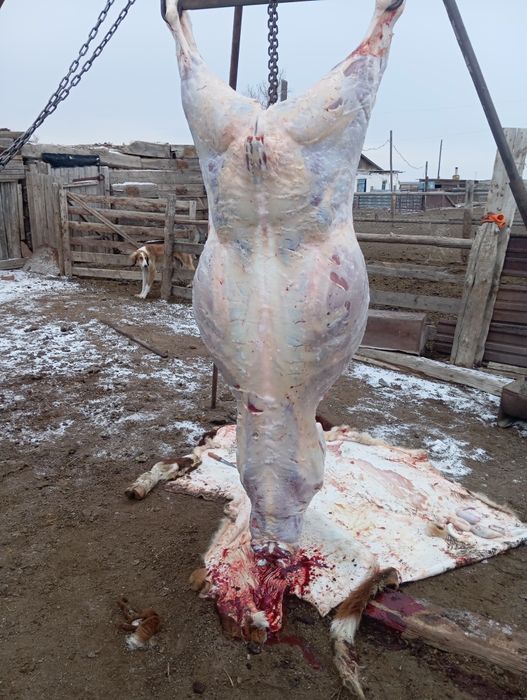 Продам соғым говядина конина молодняк