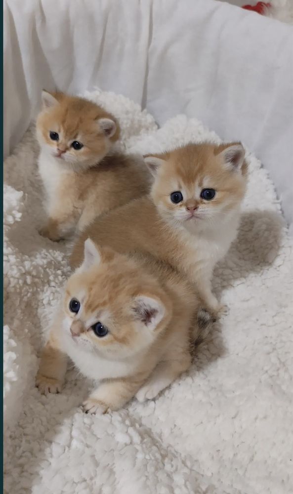 Продается золотые котята