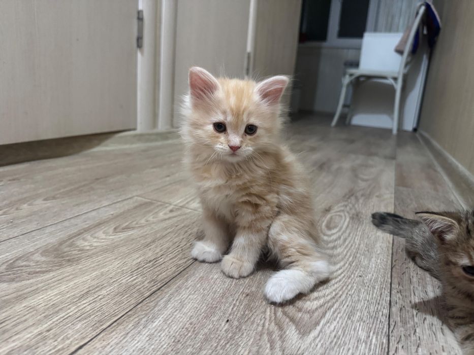 Продам породистых котят (1.5 мес)