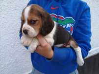 Catelusa beagle tricolor cu act pedigree