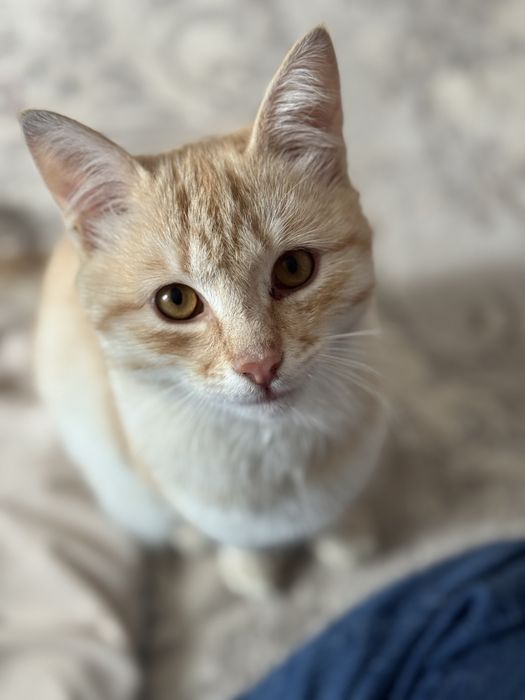 Отдам даром Кота