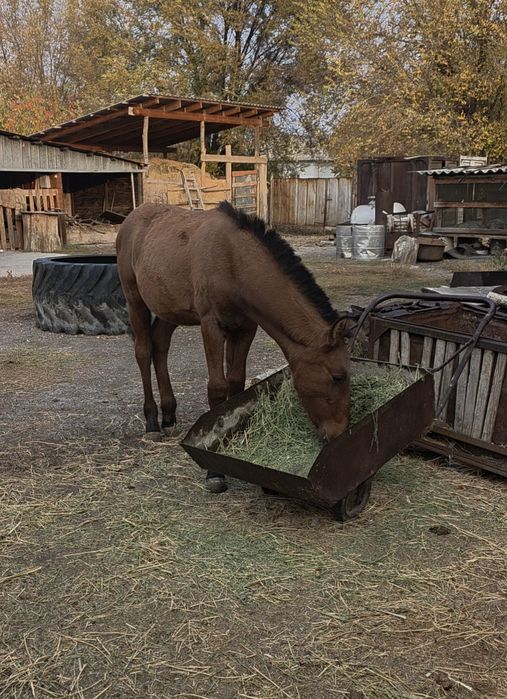 Мұғалжар жабағы жуас