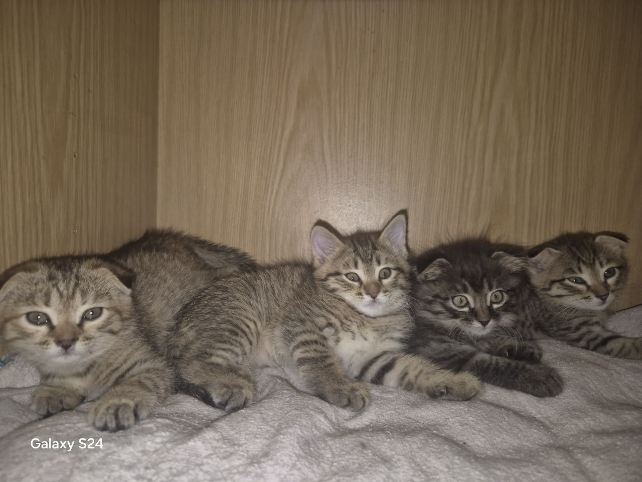 Отдам котенка бесплатно