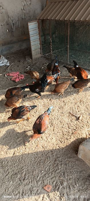 Хўроз ва товуқлар сотилади