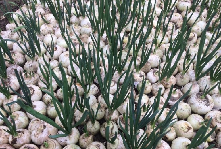 Лук на посадку Стардаст Каратал Шалот