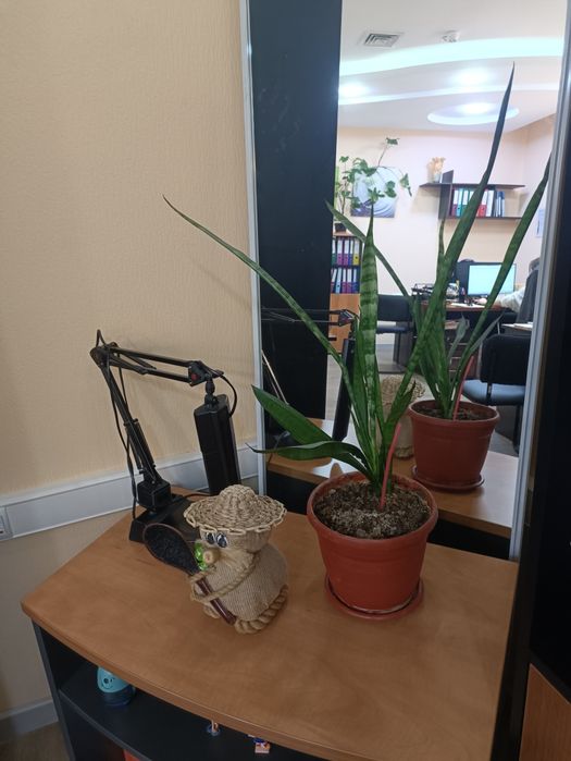 Продам цветы комнатные любой 30000 сум