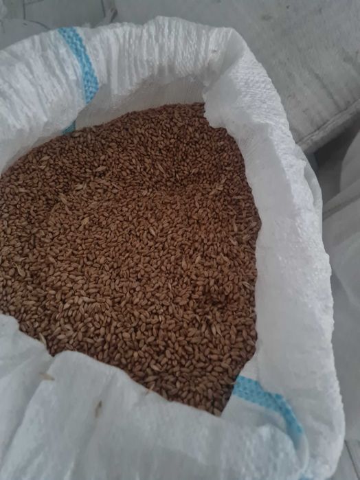 Grâu producție 2025