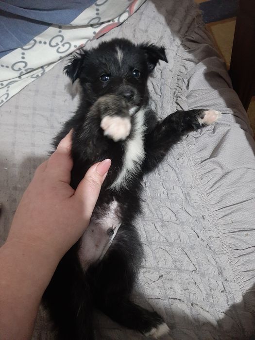 Щеночки в добрые руки