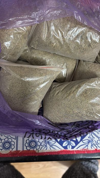 Дермене.  Цытварный полынь.