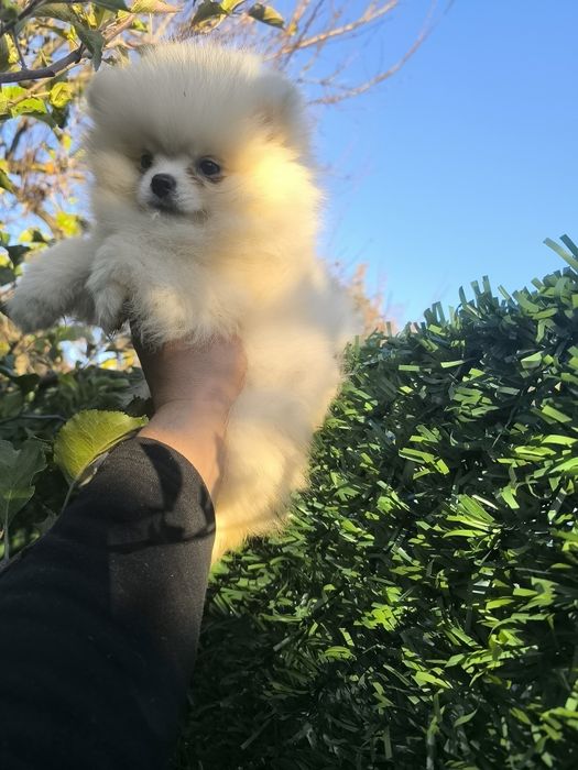 Мъжки померанчета