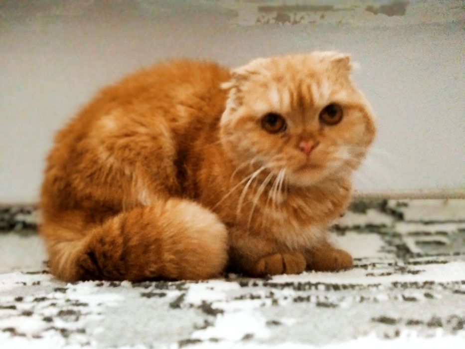 Шотландская вислоухая