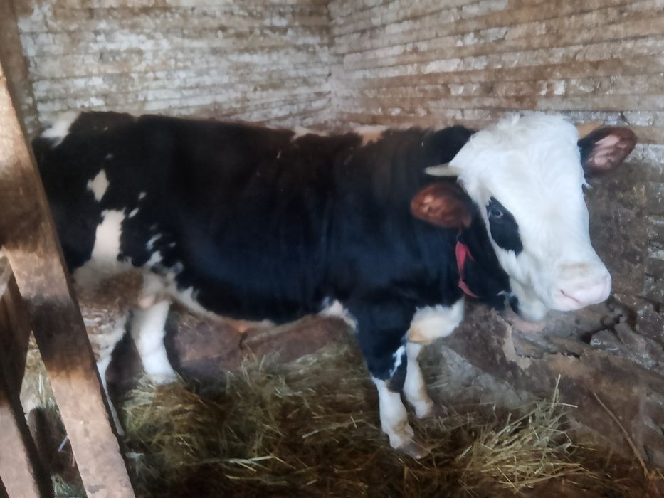 Vând vițel de rasa bălțată românească