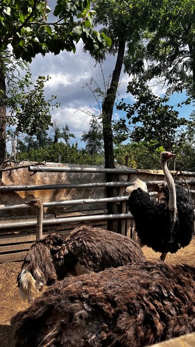 Vând familie struț