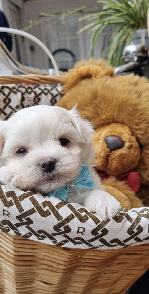 Bichon maltez vaccinat