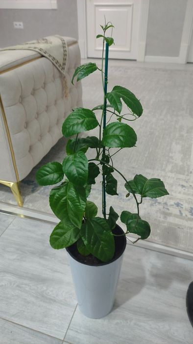 Маракуя саженцы в горшке