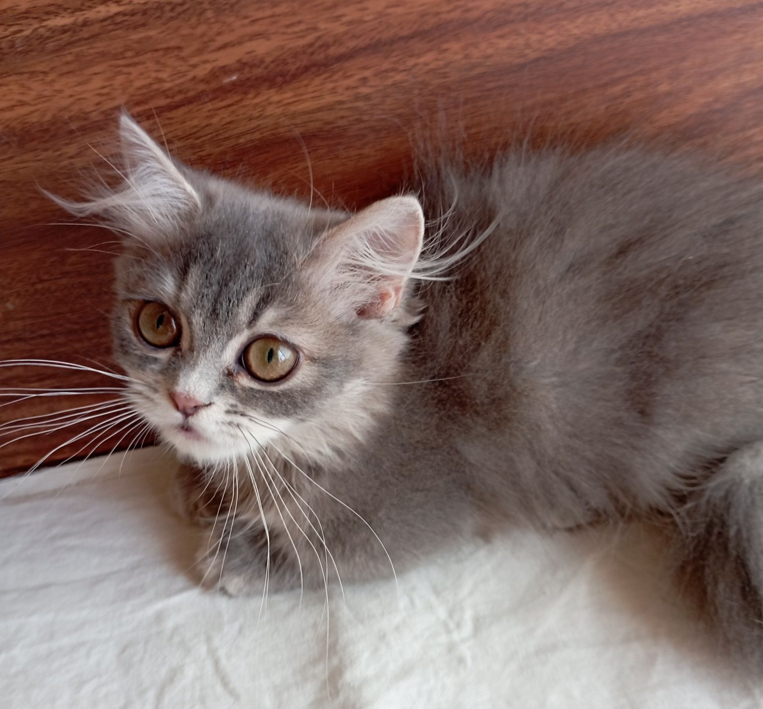 Котёнок Манчкин дев. 4 мес.