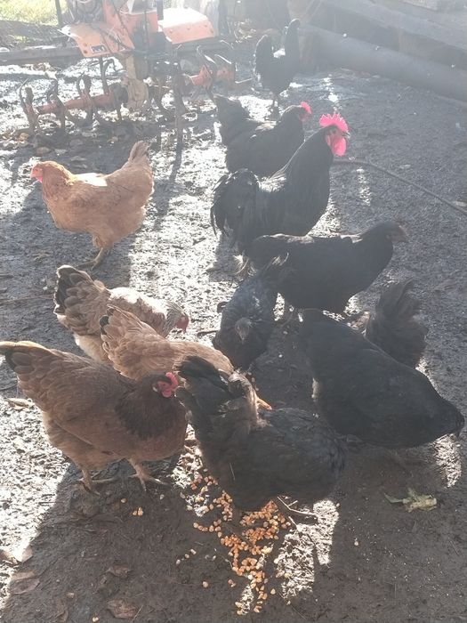 Cocosi și găini australorp
