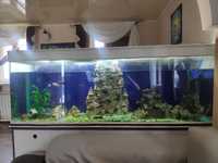 аквариум 500л заводской в комплекте водоочиститель  .декорации рыбки