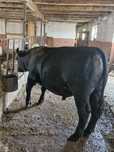 Vand taur angus!