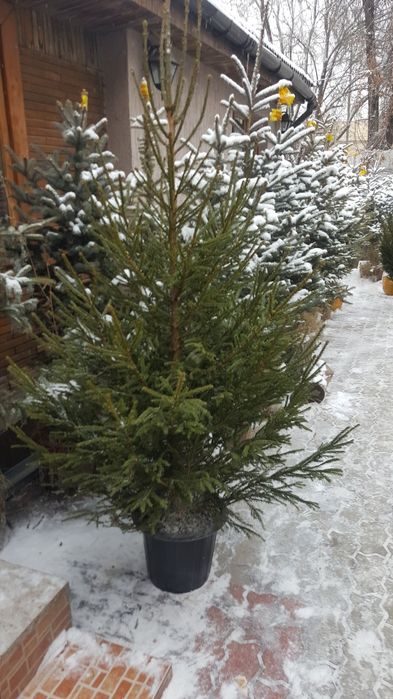 Живые ёлки на новый год, купить ель с доставкой на дом в Алматы