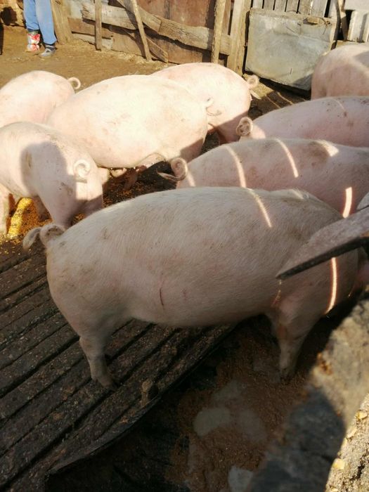 Прасета за клане