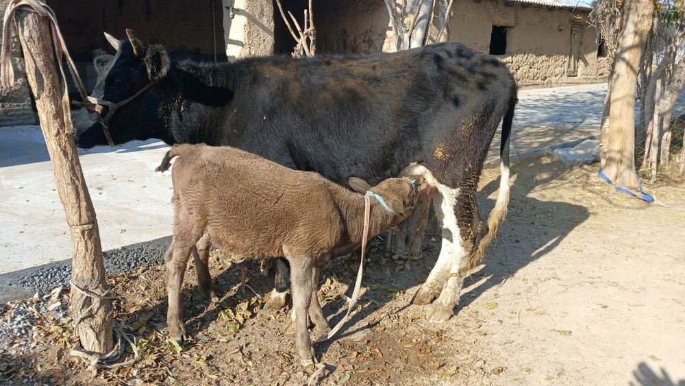 Бүзаулы сиыр сатылады туркестан