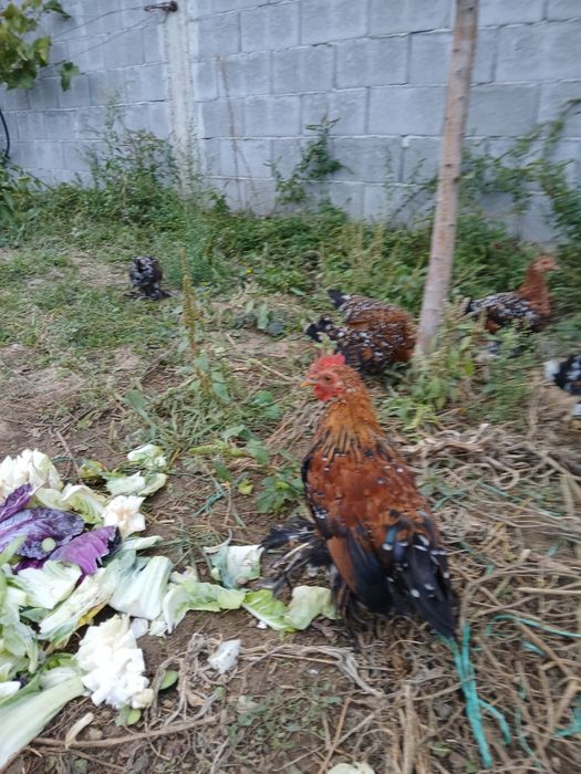 Vând cocoșei mii de flori