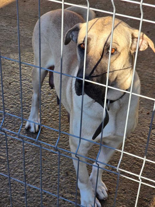 Kangal femela 6 saptamani