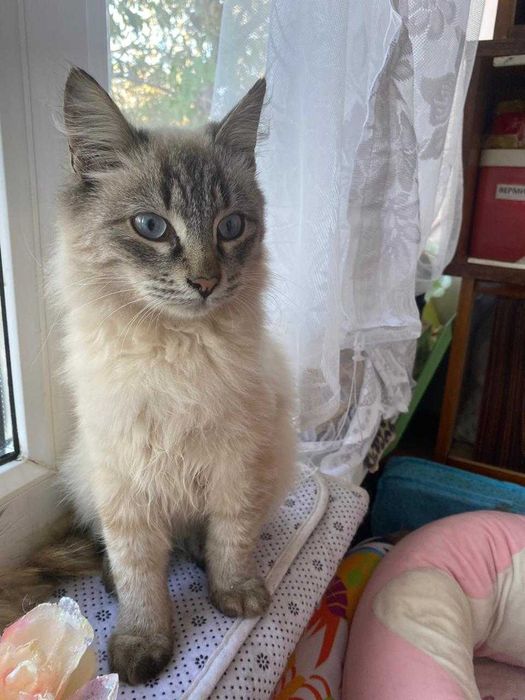 Тайский котик 6 месяцев ищет дом
