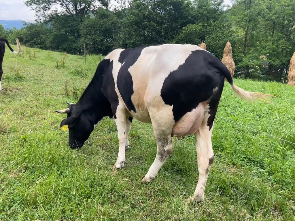 Juninca holstein prima fătare