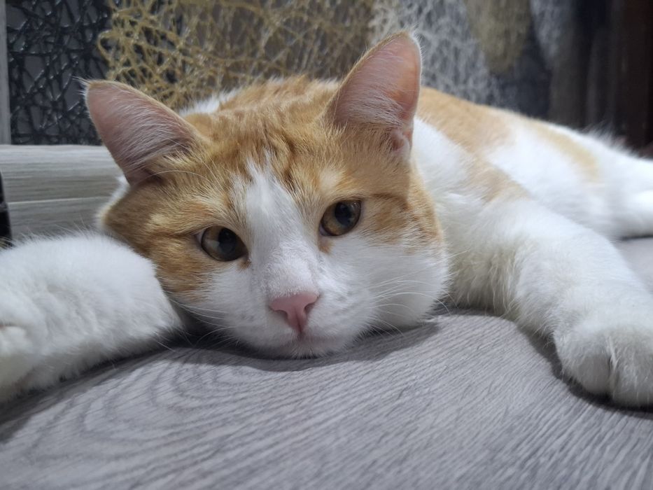 кот, мальчик , зовут персик