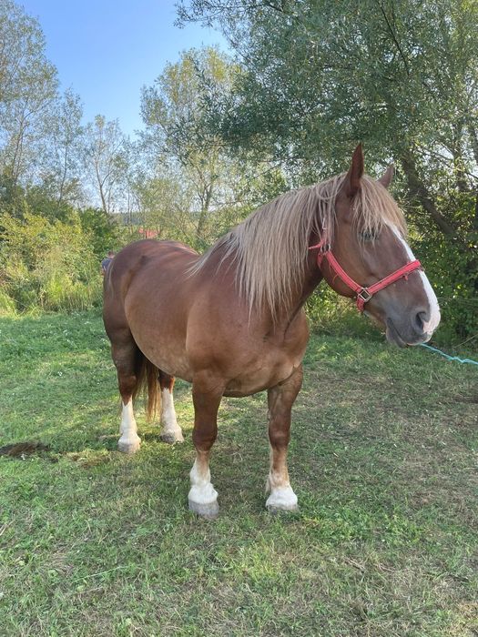 Vând iapa Breton  cu pedigree adusa din Franța