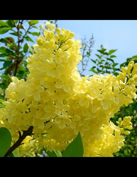 Liliac Galben Intens