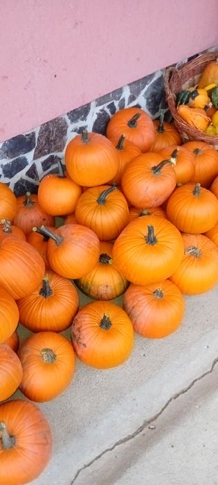 Dovleci Halloween
