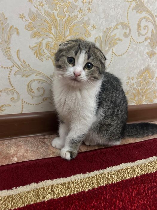 Мысық, котенок, кошка