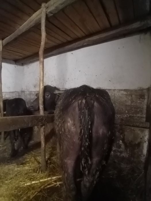 Vând vițel de bivolita