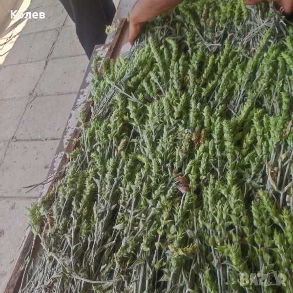 Продавам стрък Мурсалски (Пирински чай) реколта 2025 г.