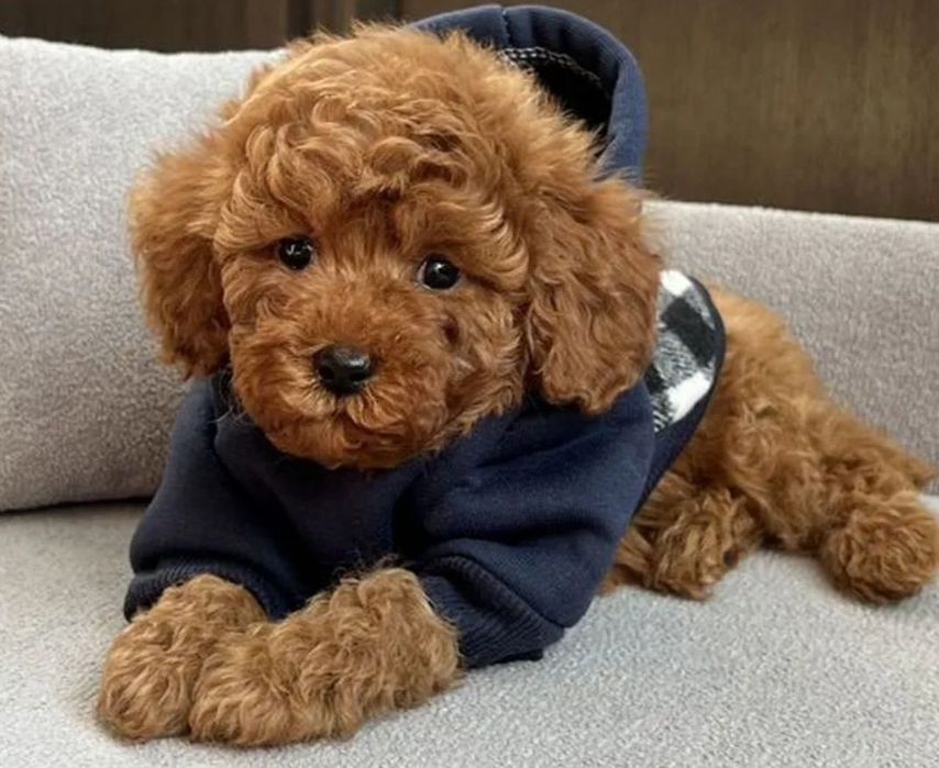 Мальтик красавчик красный Мальтипу Ф_1