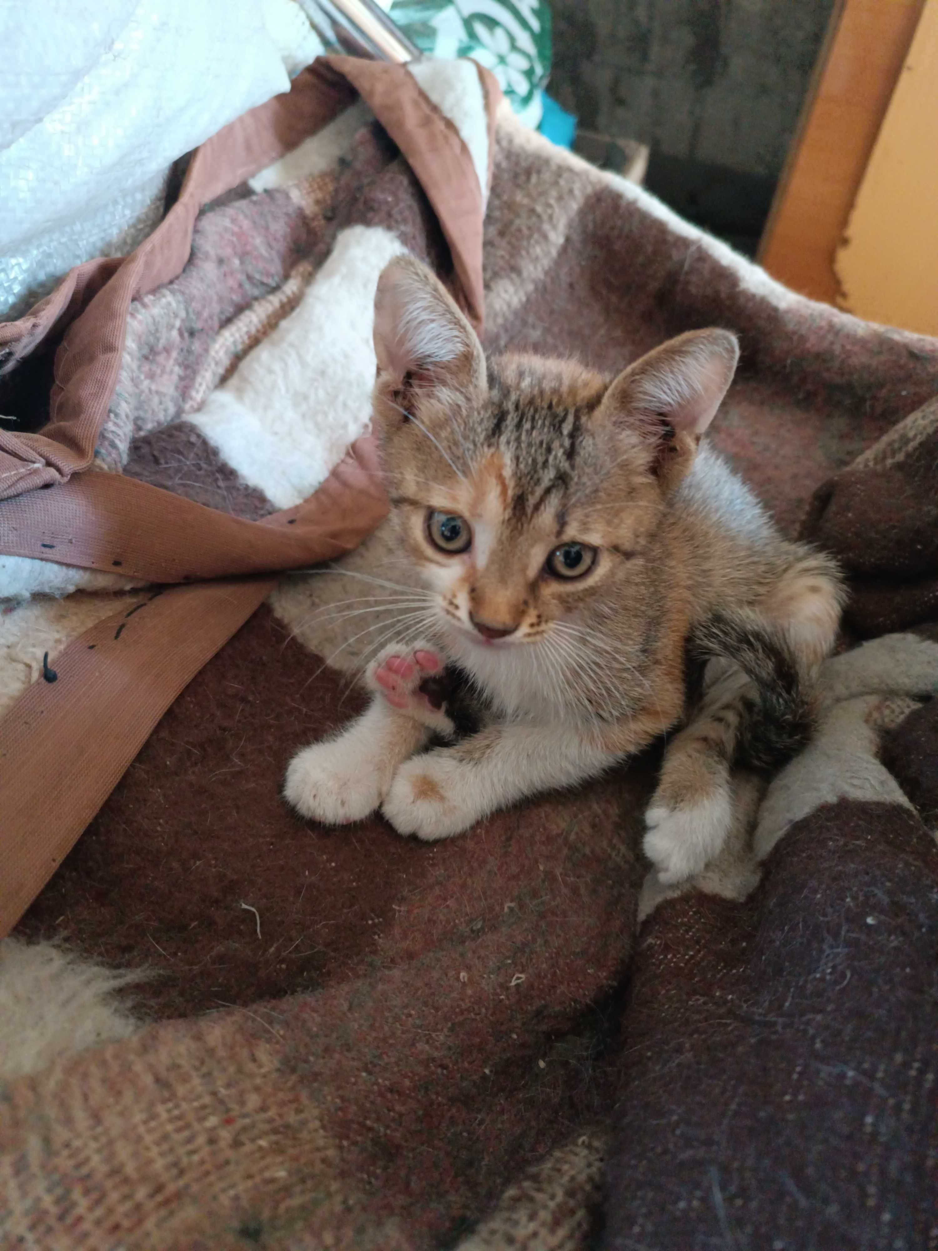 Подарявам котенца