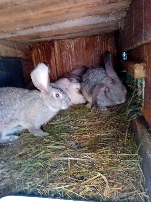 Iepuroi de vânzare 150 lei