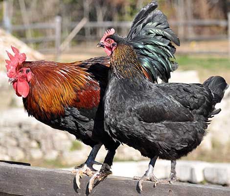 Куры чёрные 5 шт