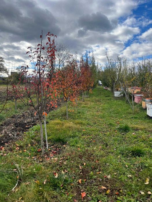 Vand 10 Familii de albine